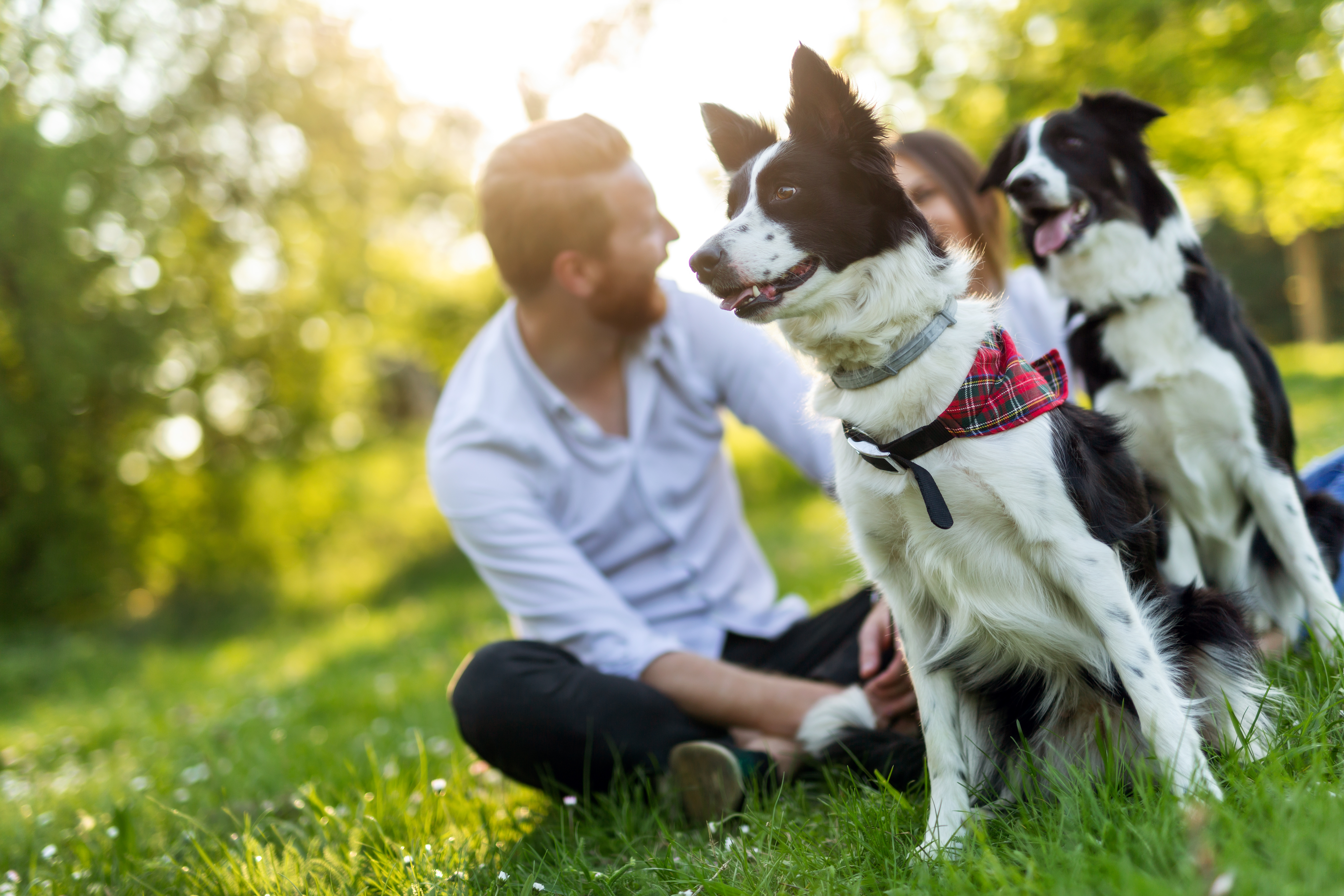 Kennisbank Hondengedragsteam